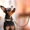 Load image into Gallery viewer, Customized Leather Dog Collar Leash Set
