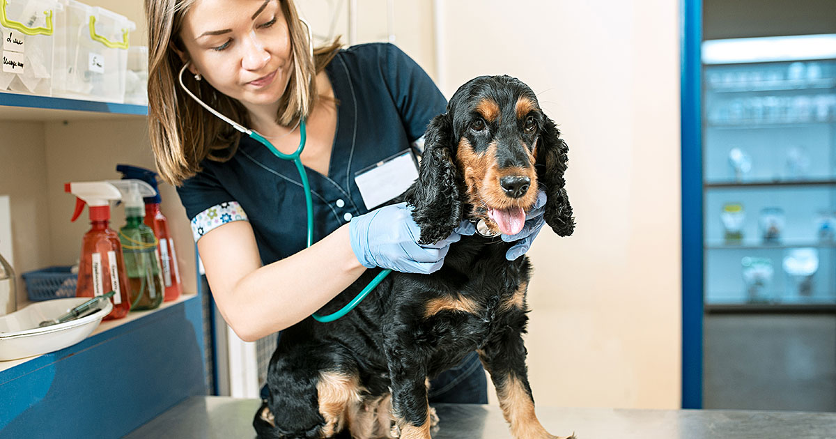 10 Common Dog Health Problems and How to Prevent Them